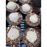 ราคา แมมขนนกขาว ขนฟูๆหนาๆ (4455418945)