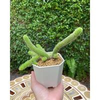 ราคา เก๋งจีนหนอนชาเขียว.. (1958698953)