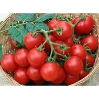 ราคา เมล็ดพันธุ์มะเขือเทศเชอร์รี่ ลากจน์ เรด Large Red Cherry Tomato Seeds บรรจุ 25 เมล็ด คุณภาพดี ของแท้ ราคาถูก นำเข้าจาก (22512102142)