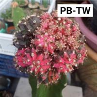 ราคา ยิมโนด่างชมพู-ดำ ไม้กราฟตอสามเหลี่ยม (4141277025)