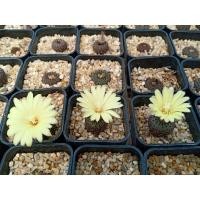 ราคา แคคตัส เฟเรีย เฟโอดิสก้า (13550413583)