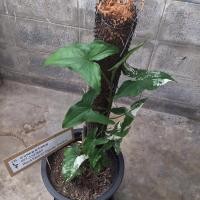 ราคา ต้นเงินไหลมาด่างขาวว (4296010235)