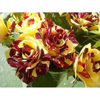 ราคา 30 เมล็ด เมล็ดพันธุ์ กุหลาบ สตาร์แอนด์สไตร้พส์ Tiger Striped Rose Seeds สี แดง-เหลือง ดอกใหญ่ (5768987502)