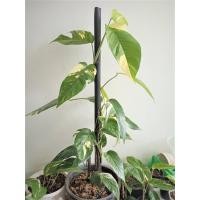 ราคา อิพิด่างขาว อิพิ epipremnum pinnatum (13713807075)