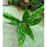 ราคา เขียวหมื่นปีหรือมหาเศรษฐี ไม้มงคลมีไว้ร่ำรวย ใบเขียวทั้งปี (13439302455)