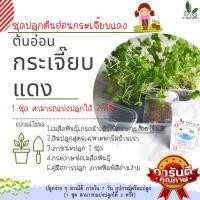 ราคา ชุดปลูกต้นอ่อนกระเจี๊ยบแดง ชุดเพาะไมโครกรีน ชุดทดลองปลูกต้นอ่อน ปลูกง่าย ทานได้ ภายใน 7 วัน อุปกรณ์พร้อมปลูก (18361516127)