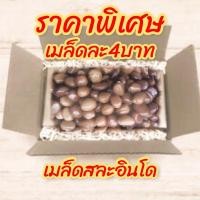 ราคา เมล็ดสละอินโด100เมล็ดส่งฟรี (3757892563)