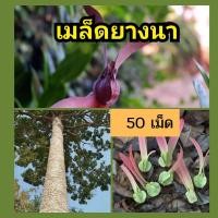 ราคา เมล็ดพันธุ์ต้นยางนา 50 เมล็ด เมล็ดยางนา เม็ดยางนา เมล็ดพันธุ์ ยางนา (16829656829)
