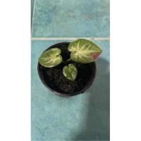 ราคา ชายชลบอนสี ชายชลบอนสี (15021811988)