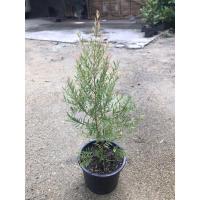 ราคา ต้นสนหอม หรือ สนไล่ยุง สนหอม (4451245839)