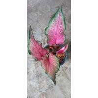 ราคา ปลาบู่บอนสี ไม้มงคล ไม้ฟอกอากาศ (12424702618)