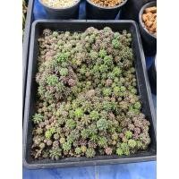 ราคา ยิมโนเชื้อด่างราคาถูก (12204118956)