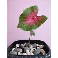 ราคา [โค้ดลดเพิ่ม 20% ไม่มีขั้นต่ำ SMAPAYDAY200] ต้นบอนสีช้างเผือกใบบัว(ขายเป็นหัวรากนะคะ) (4452751248)