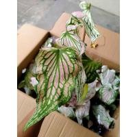 ราคา หัวฮกหลง หัวบอนสีฮกหลง (11949250673)