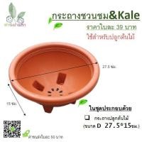 ราคา กระถางชวนชม ปลูกต้นไม้ สีอิฐ(น้ำตาลแดง) (8833735269)