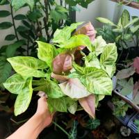 ราคา ต้นออมเงิน ออมทอง ออมชมพู (11847355809)