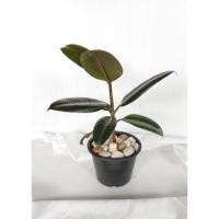 ราคา ยางดำอินเดียไม้ฟอกอากาศ (12819877163)