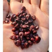 ราคา ข้าวโพดข้าวเหนียวสีม่วง ข้าวโพดม่วง สำหรับคนรักสุขภาพ 30 เมล็ด (7932144932)