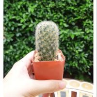 ราคา ☘..แมมคามิเน่ หนามเหลือง (7434342452)