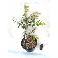 ราคา ต้นรวงผึ้ง สูง50-60ซม. กระถาง10นิ้ว (เพาะเมล็ด)​ (3722650286)