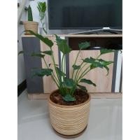 ราคา ต้นไม้ฟอกอากาศ ฟิโลเดนดรอน ซานาดู (5332275813)