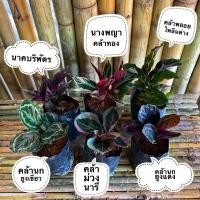 ราคา เซ็ต 6 ต้น 1.คล้านกยูงเขียว 2.คล้าม่วงนารี 3.คล้านกยูงแดง 4.นาคบริพัตร 5.นางพญาคล้าทอง 6.คล้าพลอยไพลินด่าง (8367471471)