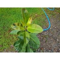 ราคา ยางอินเดียด่างกระ ยางอินเดียด่าง shivereana (10647399578)