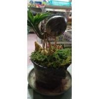 ราคา มะพร้าว​บอนไซ ต้นสวยๆฟอร์มสวยๆ (13612838192)