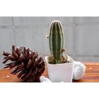 ราคา Echinopsis อิชินอปซิส (1044530006)