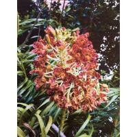 ราคา เพชรหึง ว่านหางช้างใต้ ตัดสด (16517470991)