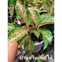ราคา ต้นอโกลนีมา ทรัพย์มั่งมี (11044480165)