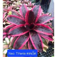 ราคา Neo. Titania สับปะรดสี หน่ออวบๆจ้า (23346333906)