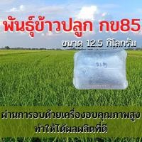 ราคา พันธุ์ข้าวปลูก กข85 เมล็ดพันธุ์ ข้าวปลูก กข85 เมล็ดพันธุ์ข้าว พันธุ์ข้าว กข.85 ให้ผลผลิตดี (12.5 กิโล) (16961803917)