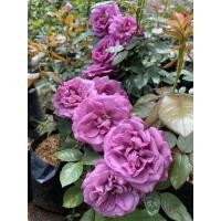 ราคา กุหลาบ Thank you ดอกสีม่วง (5096581502)