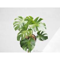ราคา มอนสเตร่าไจแอนท์ มอสเตอร่า Monstera deliciosa / Giant Monstera (5140973333)