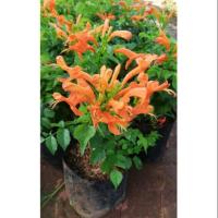 ราคา ต้นพวงแสด ขนาด ถุง5×7 (3901632857)