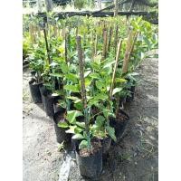 ราคา ต้นมะนาวแป้น ลูกดกพิเศษ (ตอนกิ่งสูง 40-50 ซม.) น้ำหอม ผลใหญ่ ติดผลดก เก็บขายได้ทั้งปี เป็นที่ต้องการของตลาด (22746411099)