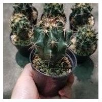 ราคา เฟอโรเล็บเหยี่ยว แคคตัส (9485090640)