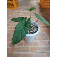 ราคา อะโลคาเซีย ม้าสีหมอก alocasia corazon (15043599661)