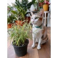 ราคา ต้นไผ่แมว , ไผ่เงิน ,หญ้าไผ่แมว เหมาะสำหรับแมว สุนัข กระต่ายเป็นพืชล้มลุก (3668804291)