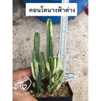 ราคา คอนโดนางฟ้า ปราสาทนางฟ้า คอนโดด่าง ปราสาทนางฟ้าด่าง Cereus ตอคอนโด ตอด่าง กระบองเพชร แคคตัส จัดสวน จัดสวนถาด cactus (8180955651)