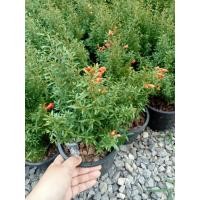 ราคา ต้นทับทิมแคระไม้ประดับไม้มงคลนิยมปลูกประดับ (23908184286)