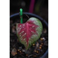 ราคา บอนสี ขุนไกร พรหมฤาษี ชายชล นางไหม บอนโบราณ หายาก (10252343109)