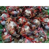 ราคา ปูเนื้อสดแน่นเนื้อหวาน (3233361880)