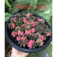 ราคา cactus gymnocalycium ยิมโนด่าง lb hybrid ด่าง ยกพอต ลูก PDM (14364594316)
