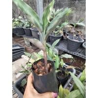 ราคา ว่านดอกทองเขมร 1คู่(ผู้1เมีย1)ถอนล้างราก ว่านดอกทองตัวเมีย ว่านราคะ ว่านมหาเสน่ห์ ว่านสาวหลง ต้นว่านดอกทอง (22166813243)