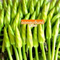 ราคา เมล็ดพันธุ์ ดอกชมจันทร์ 5 เมล็ด (4479826648)