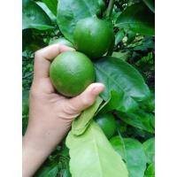 ราคา มีเก็บปลายทางมะนาวแป้นพิจิตร#สดใหม่จากสวน#1กิโลกรัม45บาท (17370134951)