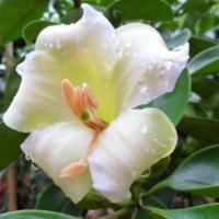 ราคา ต้นแก้วมุกดาขนาดความสูงประมาณ25-30เซนติเมตร (6866107680)