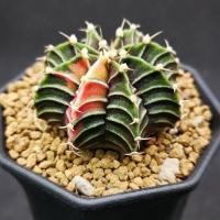 ราคา ยิมโนด่าง แอลบี ไฮบริดด่าง (ไม้เมล็ด) - จัดส่งทั้งกระถาง Gymnocalycium LB Hybrid (3646631002)
